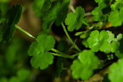 Hydrocotyle heteromeria