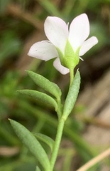 Samolus repens
