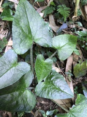 Asarum caudigerum