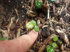 Berberis wallichiana