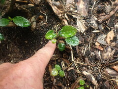 Berberis wallichiana
