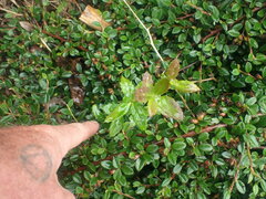 Berberis wallichiana