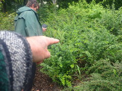 Berberis wallichiana