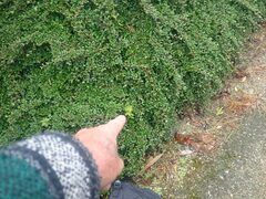 Berberis wallichiana