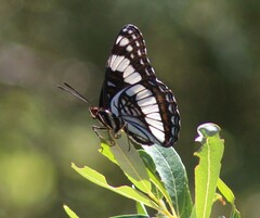 Limenitis weidemeyerii