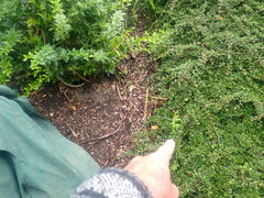 Berberis wallichiana