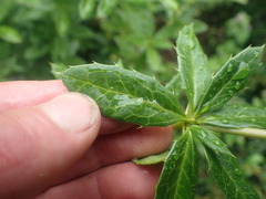 Berberis wallichiana