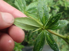 Berberis wallichiana