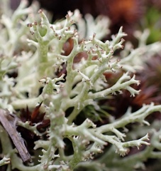 Cladonia dimorphoclada