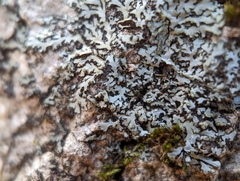 Phaeophyscia