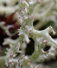 Cladonia dimorphoclada