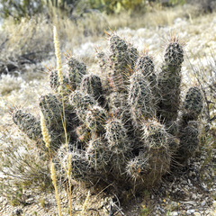 Echinocereus engelmannii fasciculatus