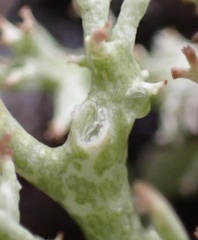 Cladonia dimorphoclada