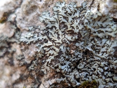 Phaeophyscia