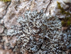 Phaeophyscia