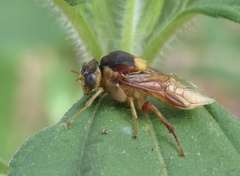 Perga affinis