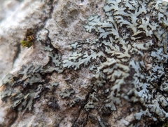 Phaeophyscia