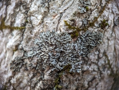 Phaeophyscia
