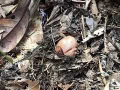 Mitrastemon yamamotoi