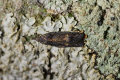 Heterocrossa iophaea