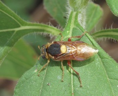 Perga affinis