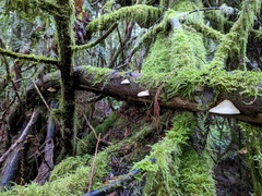 Crepidotus calolepis
