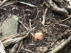 Mitrastemon yamamotoi