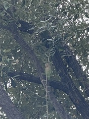 Agapornis roseicollis