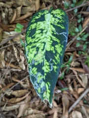 Dieffenbachia