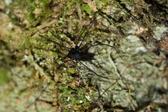 Pantopsalis albipalpis