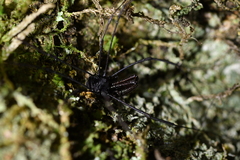 Pantopsalis albipalpis