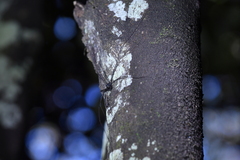 Pantopsalis albipalpis