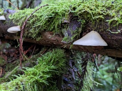 Crepidotus calolepis