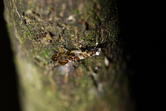 Eschatotypa derogatella