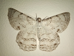 Lepidoptera