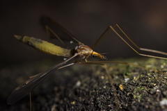Leptotarsus albistigma