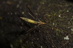 Leptotarsus albistigma