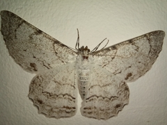 Lepidoptera