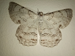 Lepidoptera