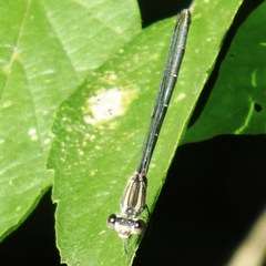 Argia translata