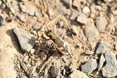 Neocicindela latecincta