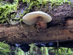 Crepidotus calolepis