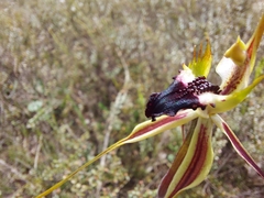 Caladenia tensa
