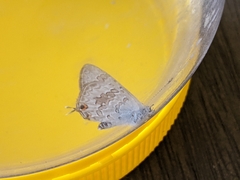 Catopyrops florinda