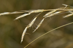 Chionochloa
