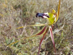 Caladenia tensa