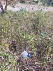 Caladenia tensa