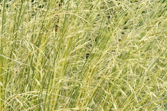 Chionochloa