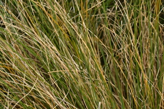 Chionochloa