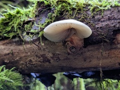 Crepidotus calolepis